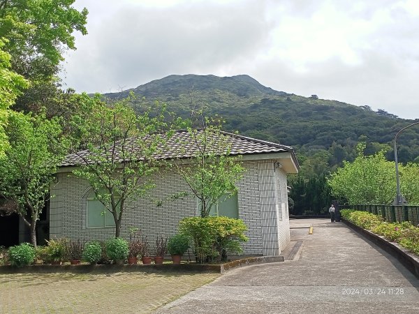 【發現陽明山】頂北投→陽峰古道→陽明山花鐘→陽明書屋→紫明溪步道→竹子湖海芋季2463819