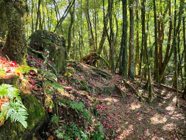 鳶嘴稍來山之楓紅／雲海2974060