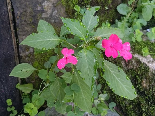 塘湖古道看到的花花草草2593933