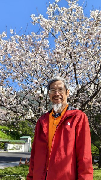 #中山樓 #陽明公園 #十八份 #吉野櫻 #墨染櫻（花葉同開/右側/左側大寒櫻） 3/113013203