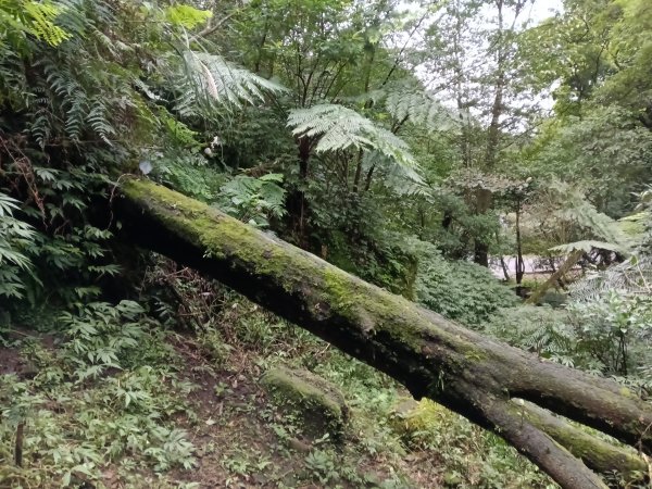 汐止區茄苳越嶺古道+上鹿窟崙山+九層坪山+四分尾山+大尖山8字走2981583