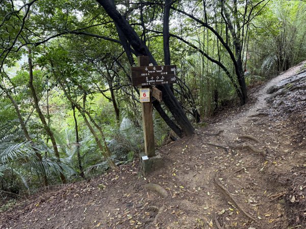 [微笑山線_第三段] 2026_0328 鳶山山系_鳶山彩壁3025682