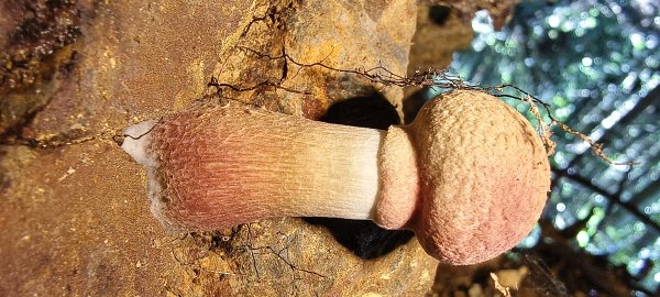 2025/06/15_盡尾山步道2812731