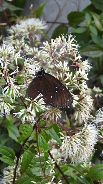 雲山水花鳥蝶-天龍國阿伯的日常6/21&22燕巢親子餵食秀2190463