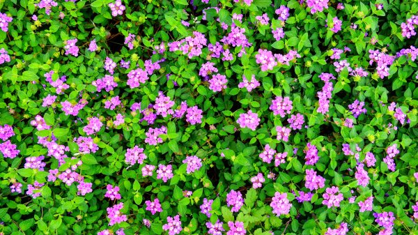 北投社三層崎3010987