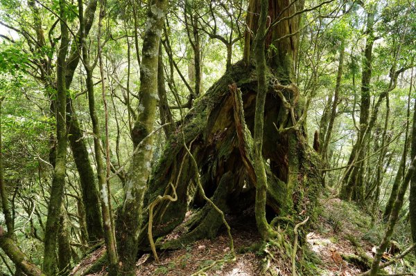 新北 烏來 山車廣山、檜山2567383