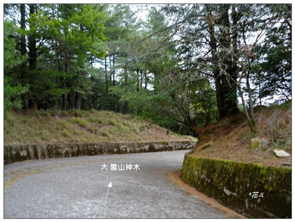 雪山神木步道1633604