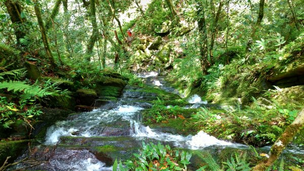 內鳥嘴山、北得拉曼長滿了【水晶蘭】895554