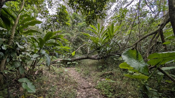114.12.20劉銘傳隧道-獅球嶺北峰-獅球嶺東砲台山-獅球嶺池-獅球嶺砲台山之旅2966739