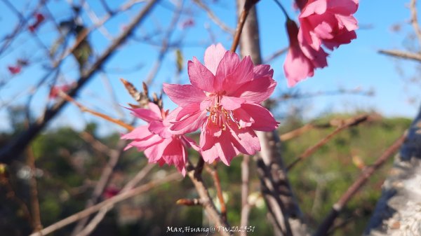 《彰化》桃李櫻美｜花壇虎山巖步道x大嶺巷富士櫻202503012723659