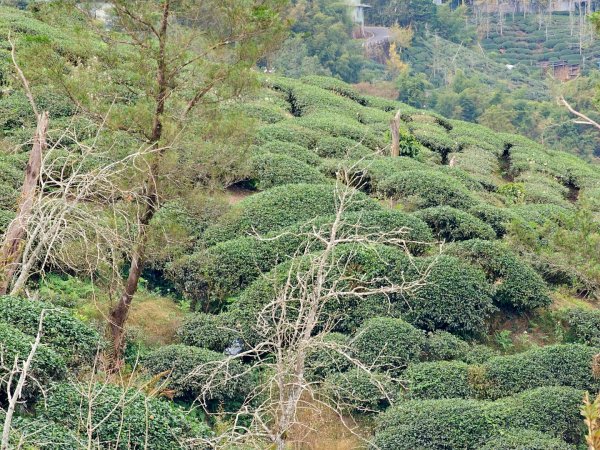 大崙山銀杏森林2966076