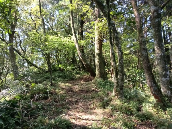 雙溪區坪溪古道-蛇仔崙-鶯子嶺-太和山-蛇子頭觀景台-梗枋越嶺古道鞍部-坪溪古道O型3029752
