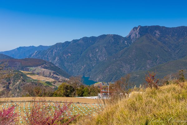 福壽山千櫻園櫻花盛開2724931