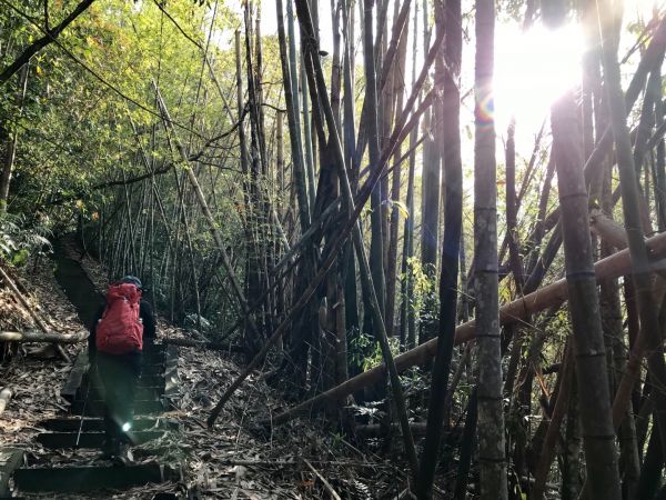 水社大山向前行294728