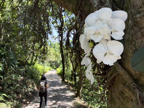 台北大縱走2026｜💎尋寶穿越蝴蝶蘭步道！第五段｜劍潭(山)→文間山→忠勇山→碧山巖3066735
