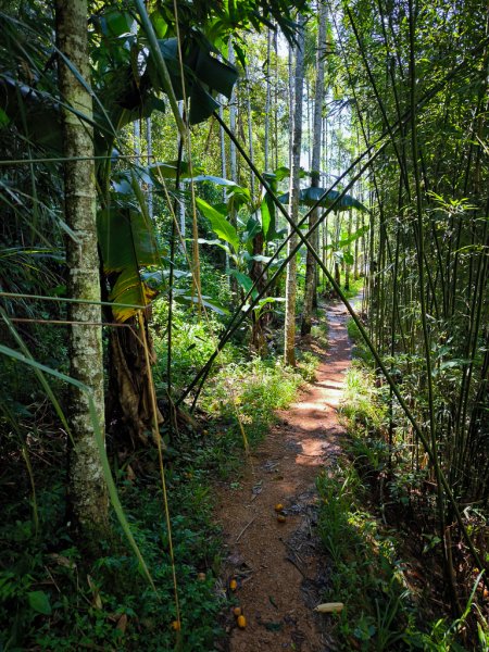 2024-08-22 澀水森林步道2578475