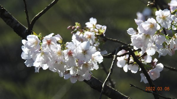 春暖花開，鳥語花香1633871