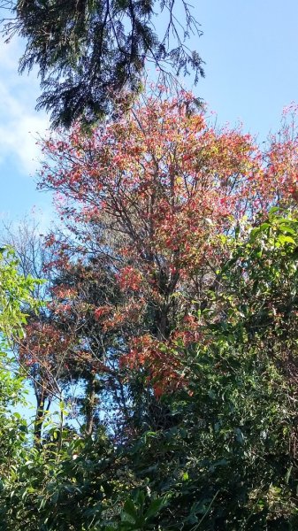 鳶嘴稍來賞楓行663207