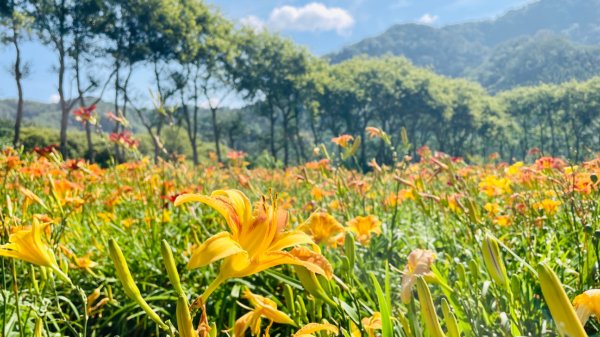 頭社活盆地2691006