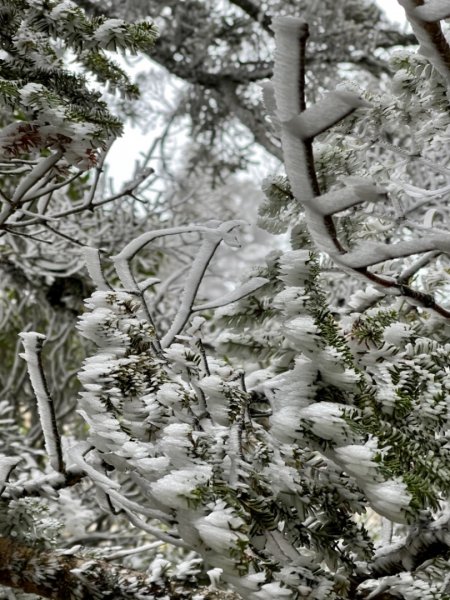 絕美銀白世界 玉山降下今年冬天「初雪」1236117