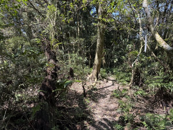 [淡蘭古道] 2026_0315 南路第三段_獵狸尖步道3017276