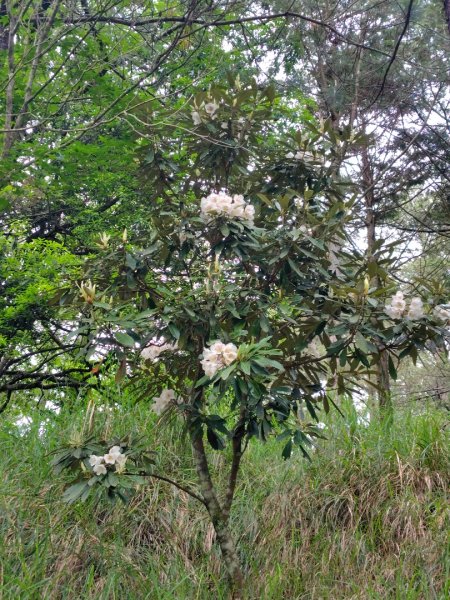 稍來小雪山國家步道、船型山、鞍馬山、鞍馬山東北峰、天池、雪山神木2799777