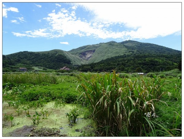 竹子湖/頂湖環狀步道986716