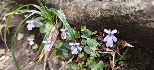 2025/04/04_加里山登山步道2755049