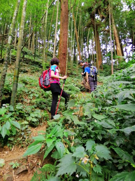 南投鹿谷~山野叢林不斷的陡上陡下~鳳凰山1098074