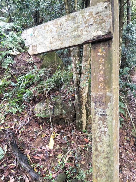 大崙頭山1299820
