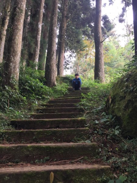 頂石棹步道群445432