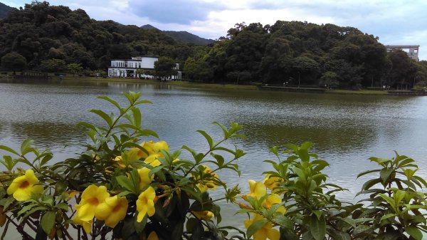 內湖碧湖公園環湖步道的湖光山色、波光粼粼987801