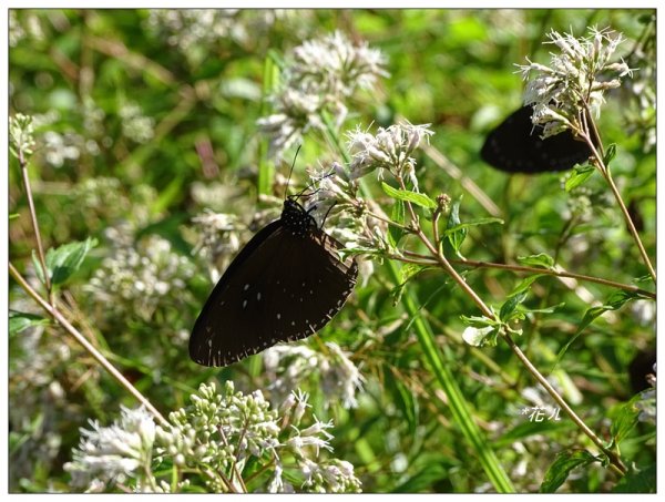 台中/大坑4號步道634910