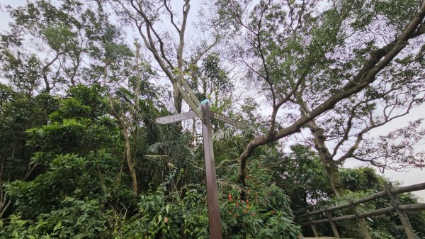 圓通寺烘爐地登山步道大O走3007007