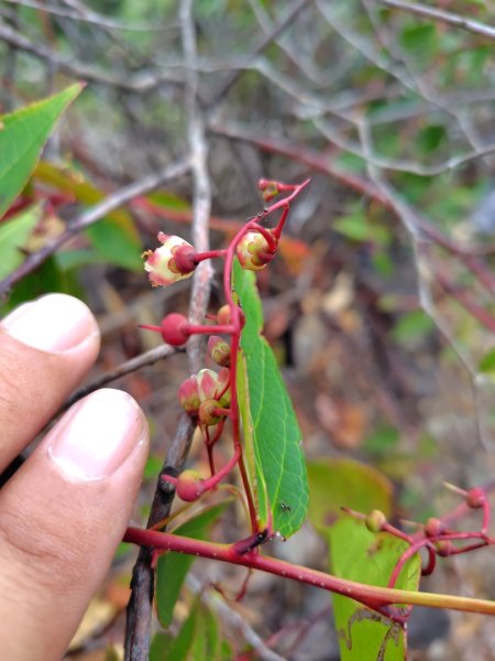 關刀山西峰 關刀山 關刀山東峰 西關刀山北峰 西關刀山北北峰2891022