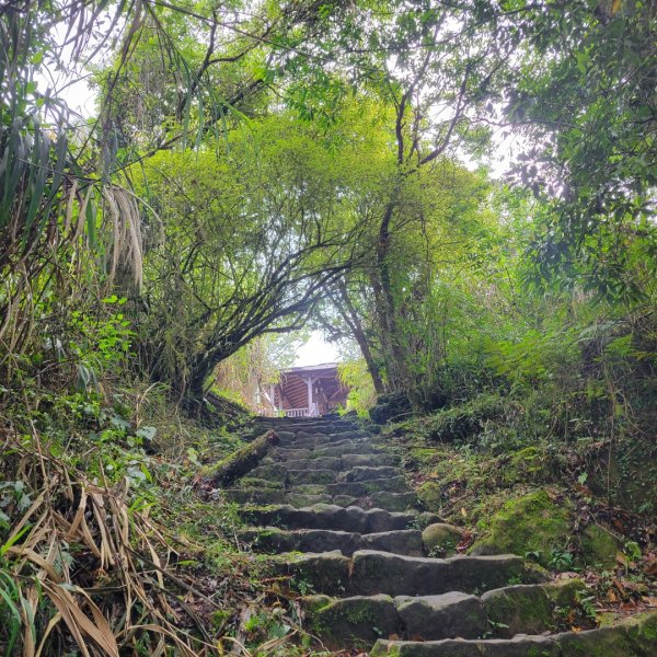 阿里山頂湖步道＞大凍山＞頂湖自然生態區2505515