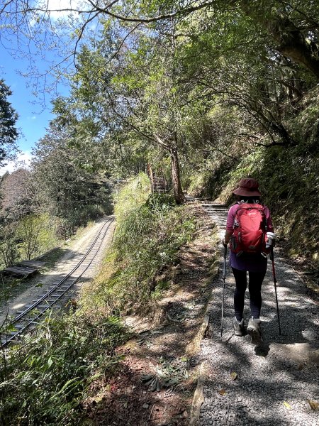 神阿古道原路來回 加碼阿里山賞櫻花 2023/03/242083973