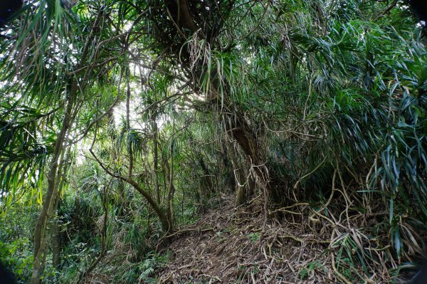 新北 貢寮 大石壁坑山、五酒桶山、龍崗山2980867