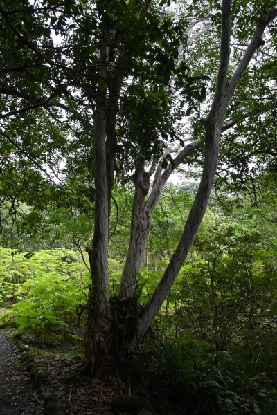 2025_0712 福山植物園2836205