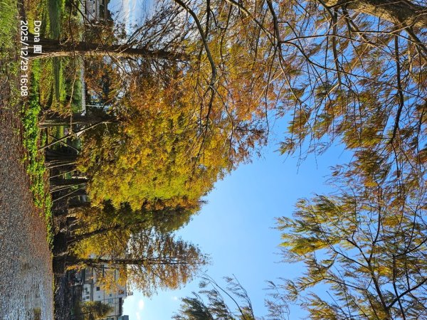 20251229石龜坑山上白石山下白石埤O走+阿姆坪2976748