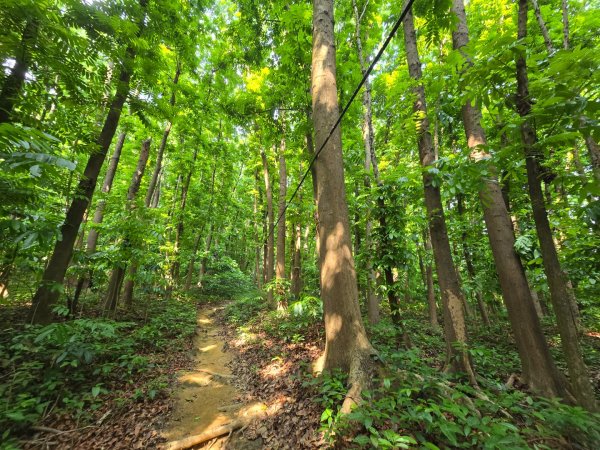 2025-04-21 茶頂山桃花心木步道2767815