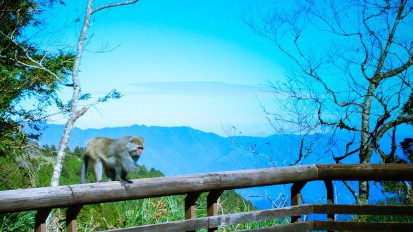 太平山的台灣獼猴231662