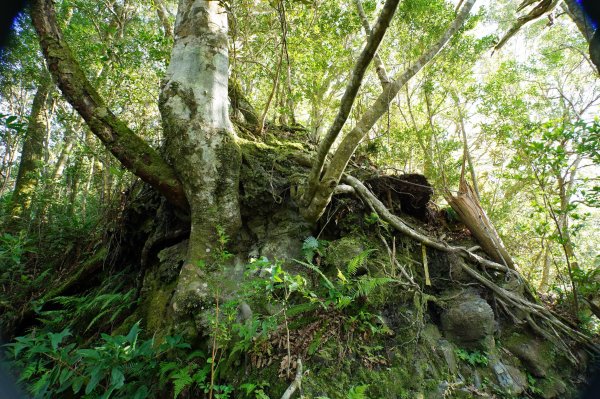 桃園 復興 復興尖山2867096