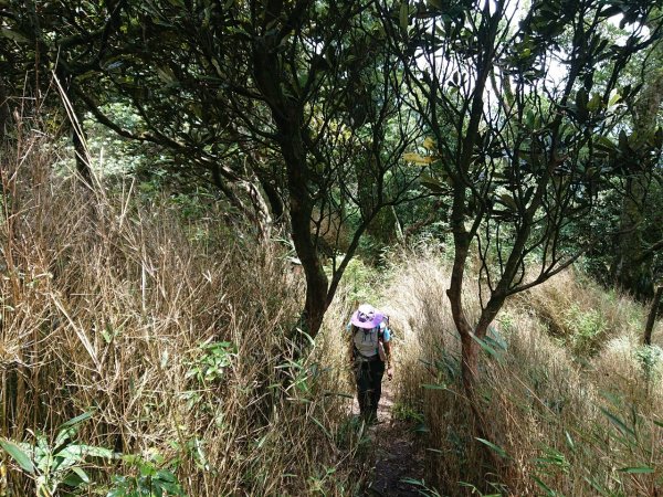 哈加縱走（哈堪尼山、加里山）1051384