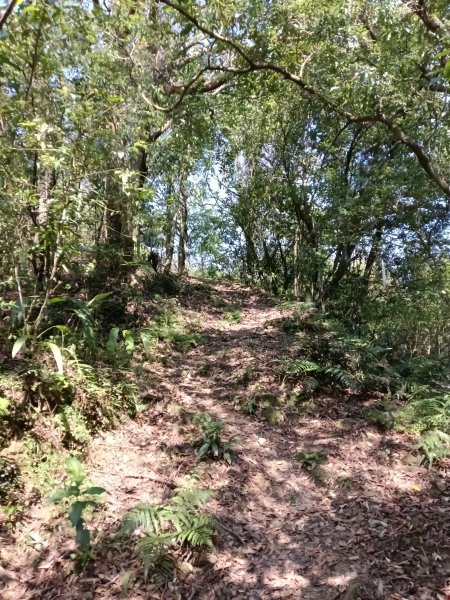 崩山坑古道+東柑腳山+後寮仔嶺+後寮子古道+後寮仔保甲路O型2750943