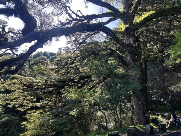 鹿林前山、鹿林山、麟趾山O繞縱走2799631