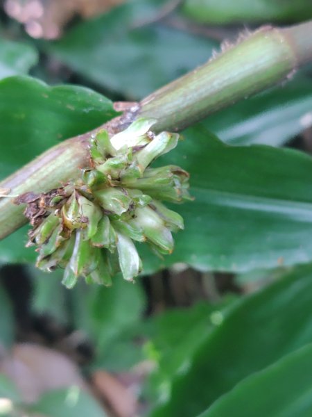 唐麻丹山 蝴蝶谷2918838