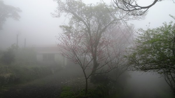 雨中賞櫻、霧裡看花2036589