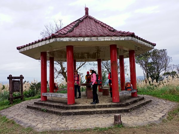 【小百岳集起來】土庫岳芒花飄逸、楓紅絢麗1221978