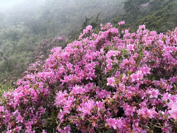 1130518｜0620合歡北峰杜鵑花2505930